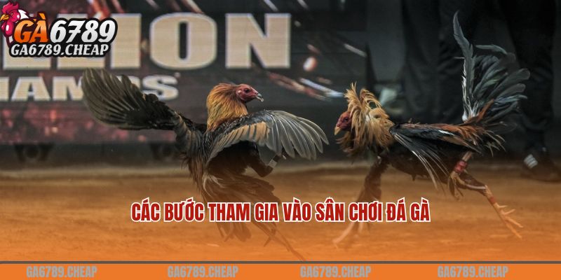 Các bước tham gia vào sân chơi đá gà SV388