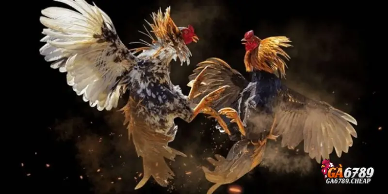 Kinh nghiệm chơi đá gà cựa dao thắng lớn tại Ga6789